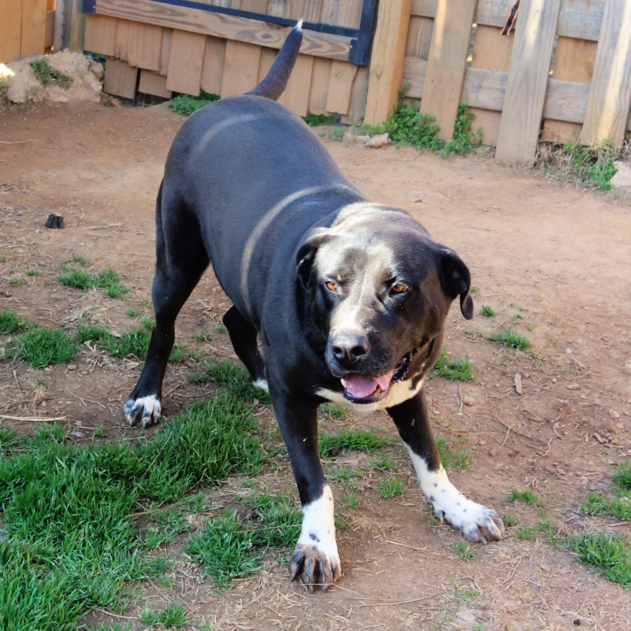 Laurel, a Adoptable mixed breed in Norwood, GA image 6/6