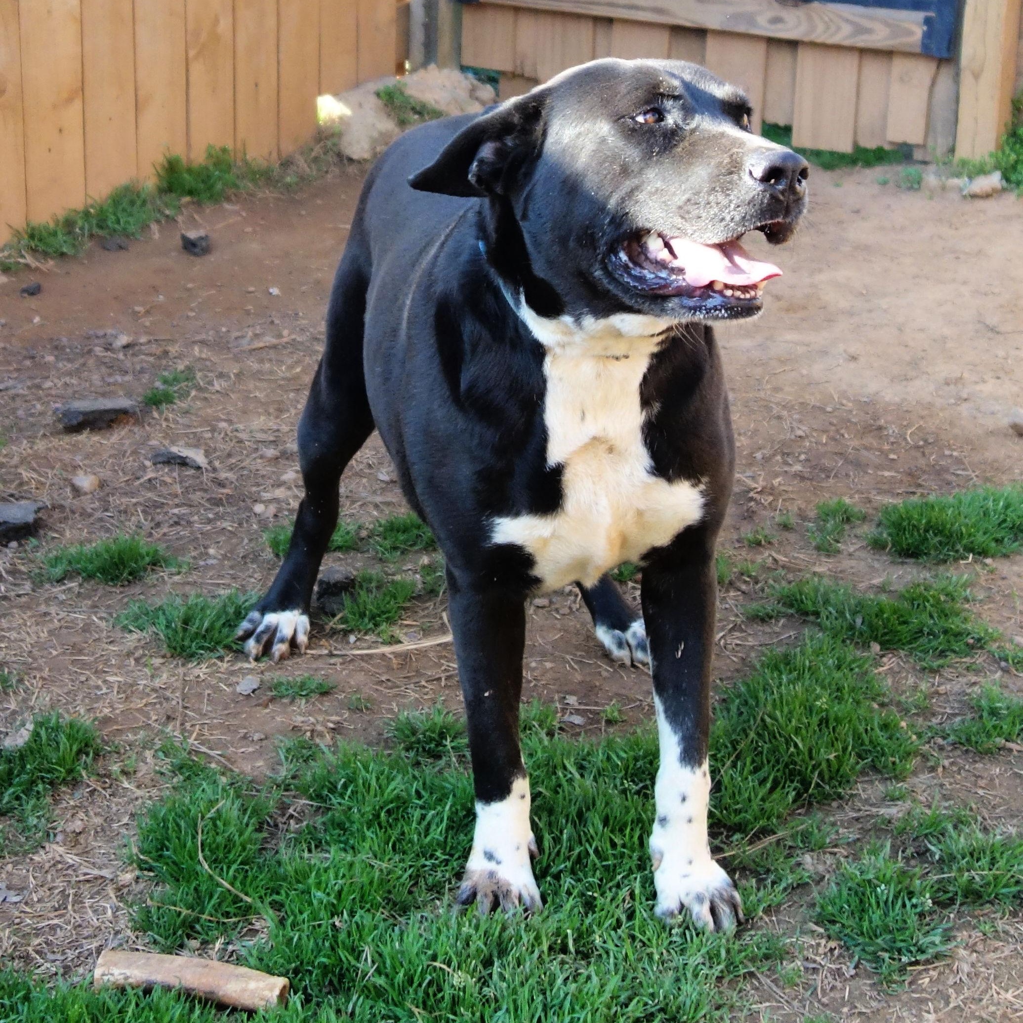 Laurel, a Adoptable mixed breed in Norwood, GA image 4/6