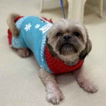 Enlarge Daisy- #49965, a ADOPTABLE Shih Tzu in Columbia, MD image 1/1