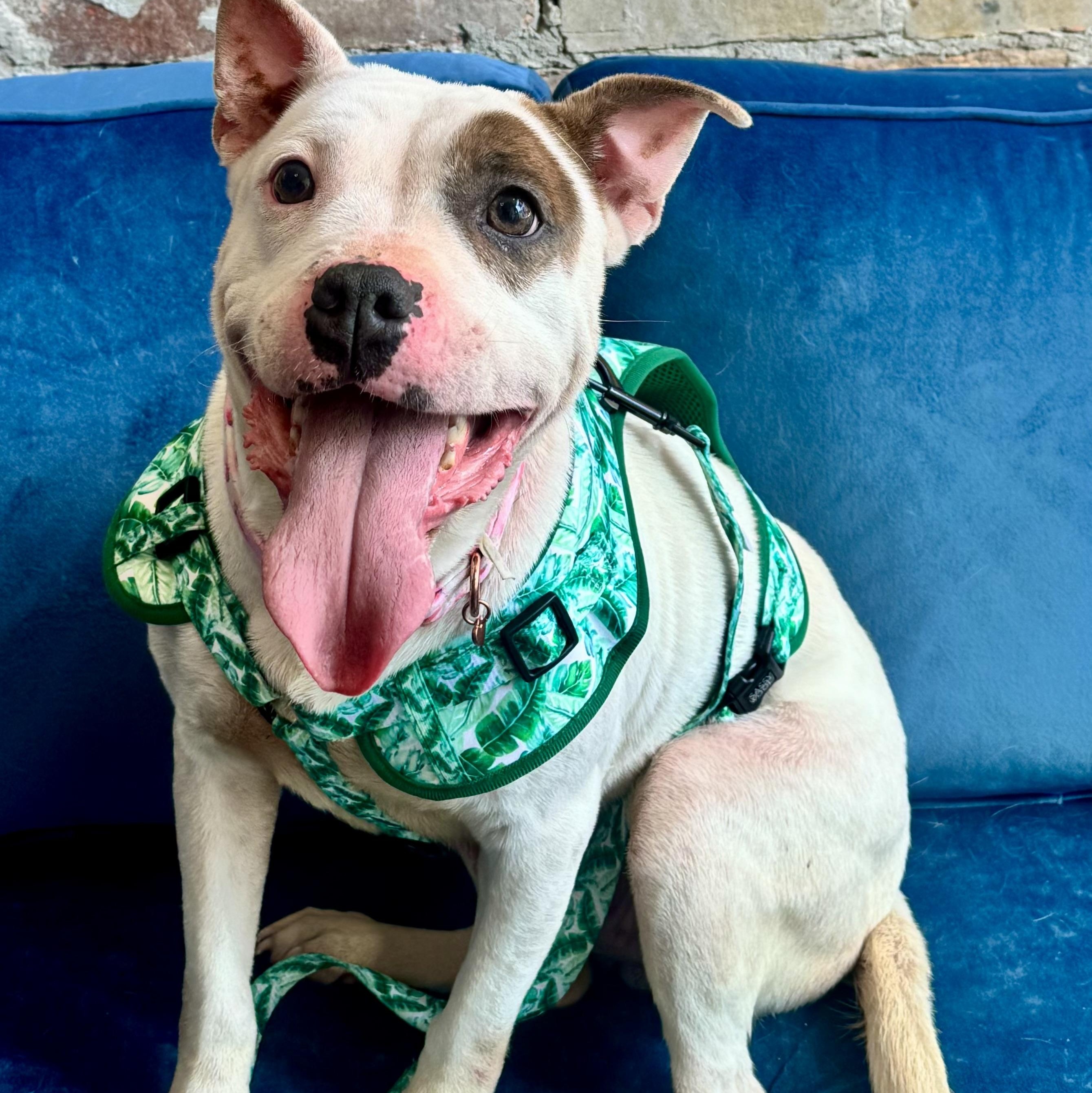 Enlarge Truffle, an adopted mixed breed in Buffalo, NY image 5/5