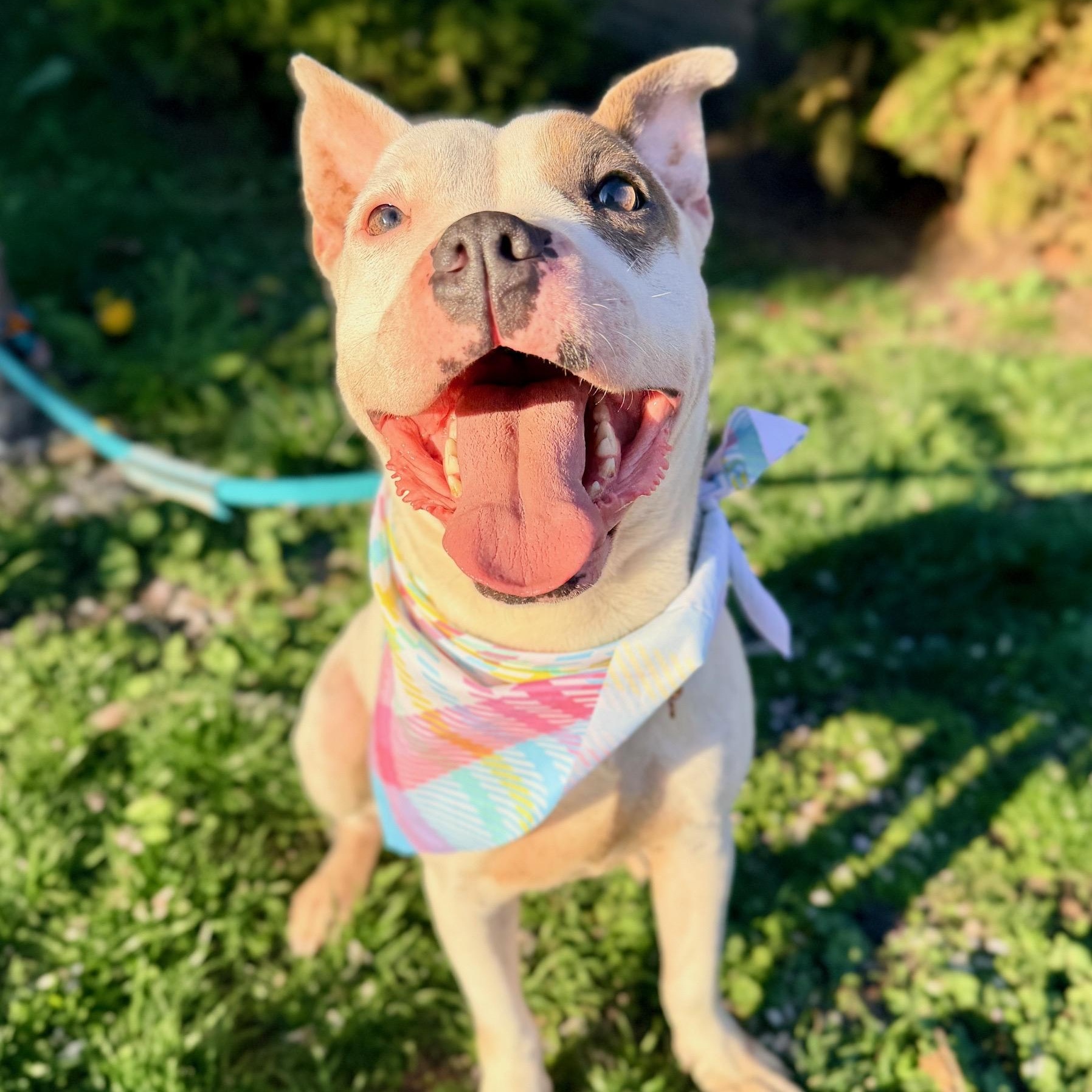 Truffle, adopted, Young Female Pit Bull Terrier.