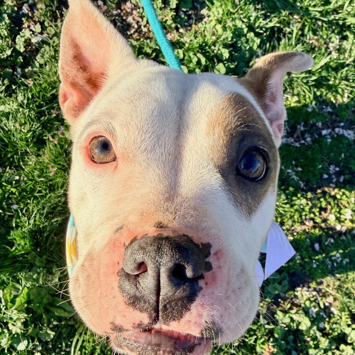Enlarge Truffle, an adopted mixed breed in Buffalo, NY image 4/5