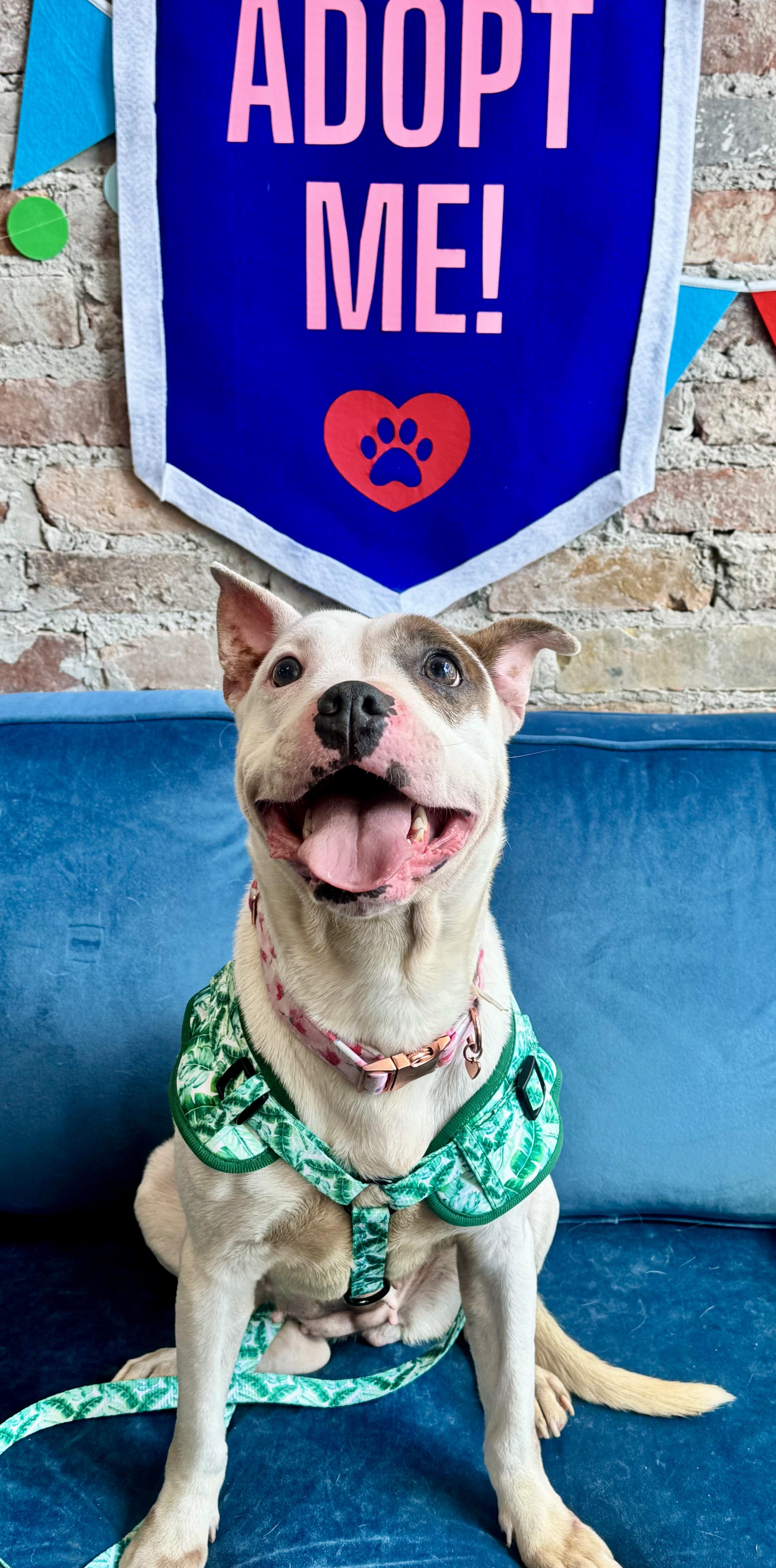 Enlarge Truffle, an adopted mixed breed in Buffalo, NY image 2/5