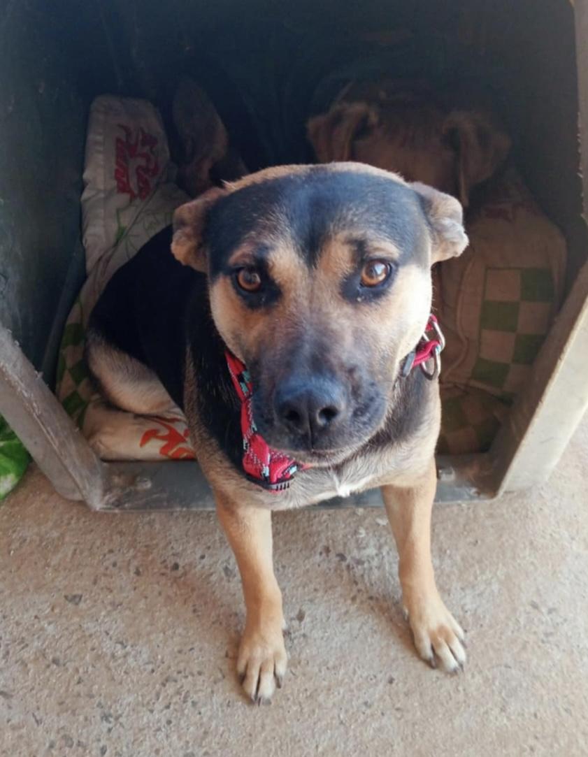 Galo, Adoptable, Adult Female Mixed Breed.