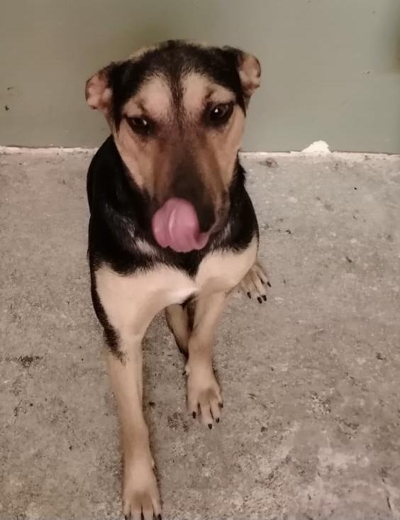 Galo, a Adoptable mixed breed in Chula Vista, CA image 2/6