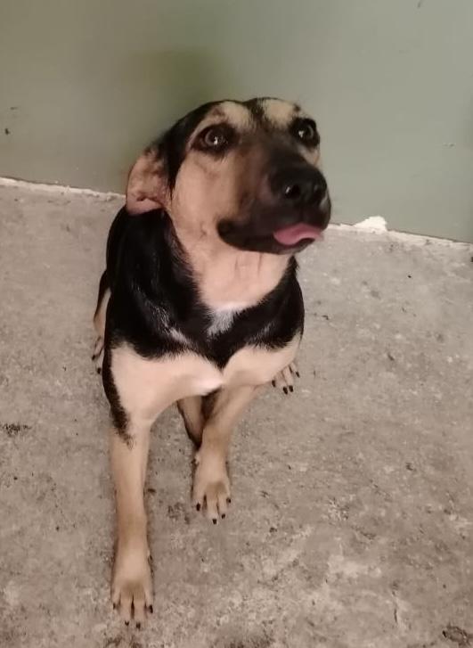 Galo, a Adoptable mixed breed in Chula Vista, CA image 3/6