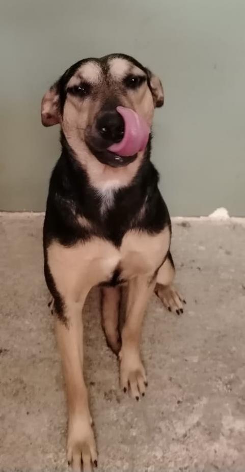 Galo, a Adoptable mixed breed in Chula Vista, CA image 5/6