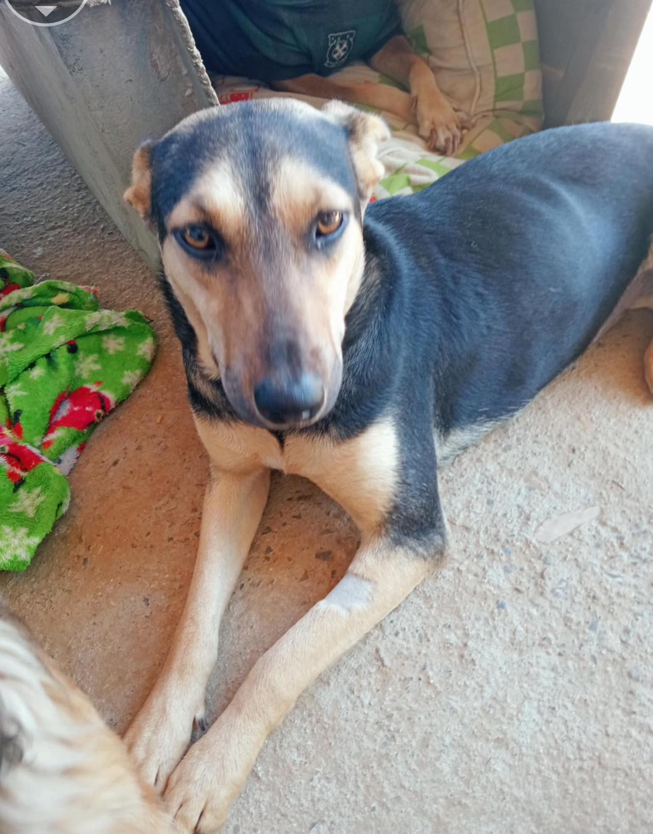 Galo, a Adoptable mixed breed in Chula Vista, CA image 6/6