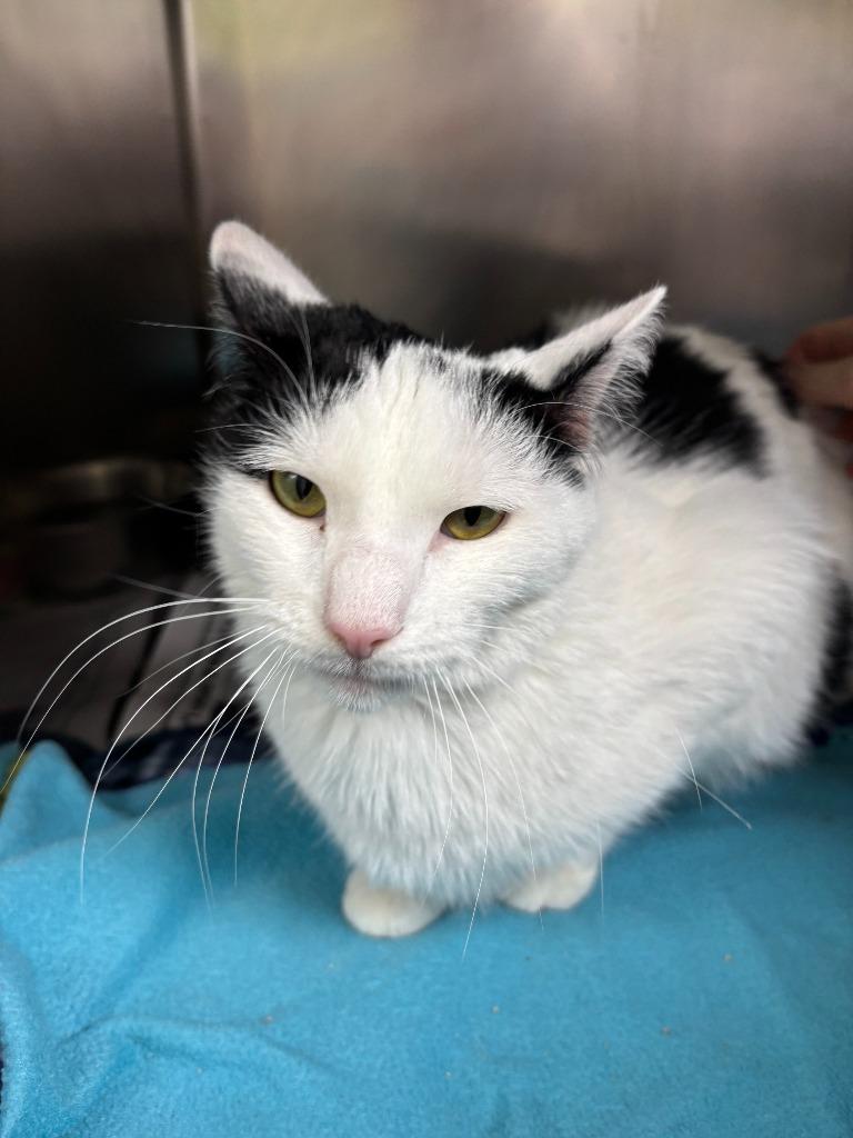 Muffin, Adopted, Adult Male Domestic Short Hair.