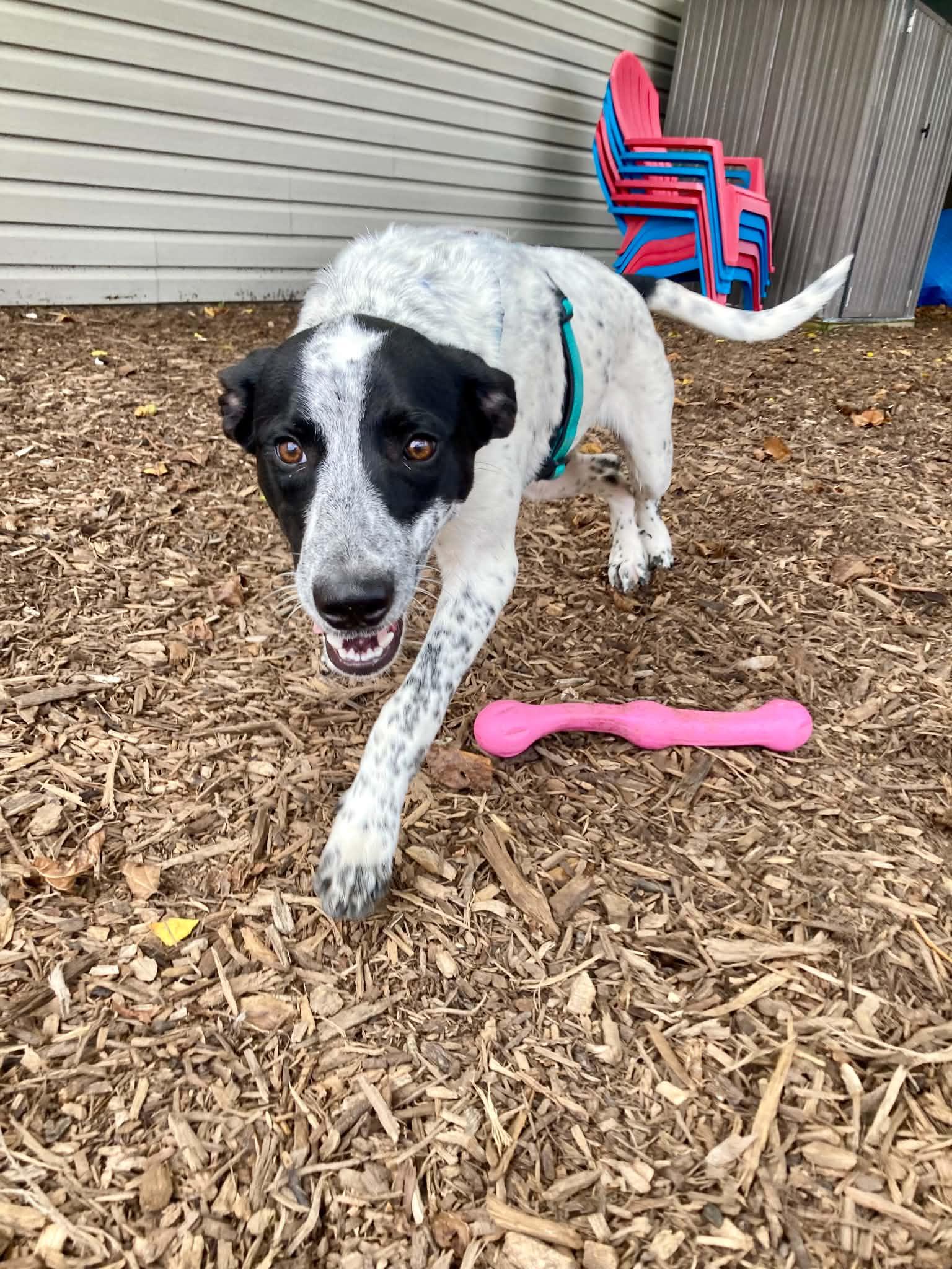 Enlarge Domino, a Adoptable mixed breed in Columbia, MO image 2/3