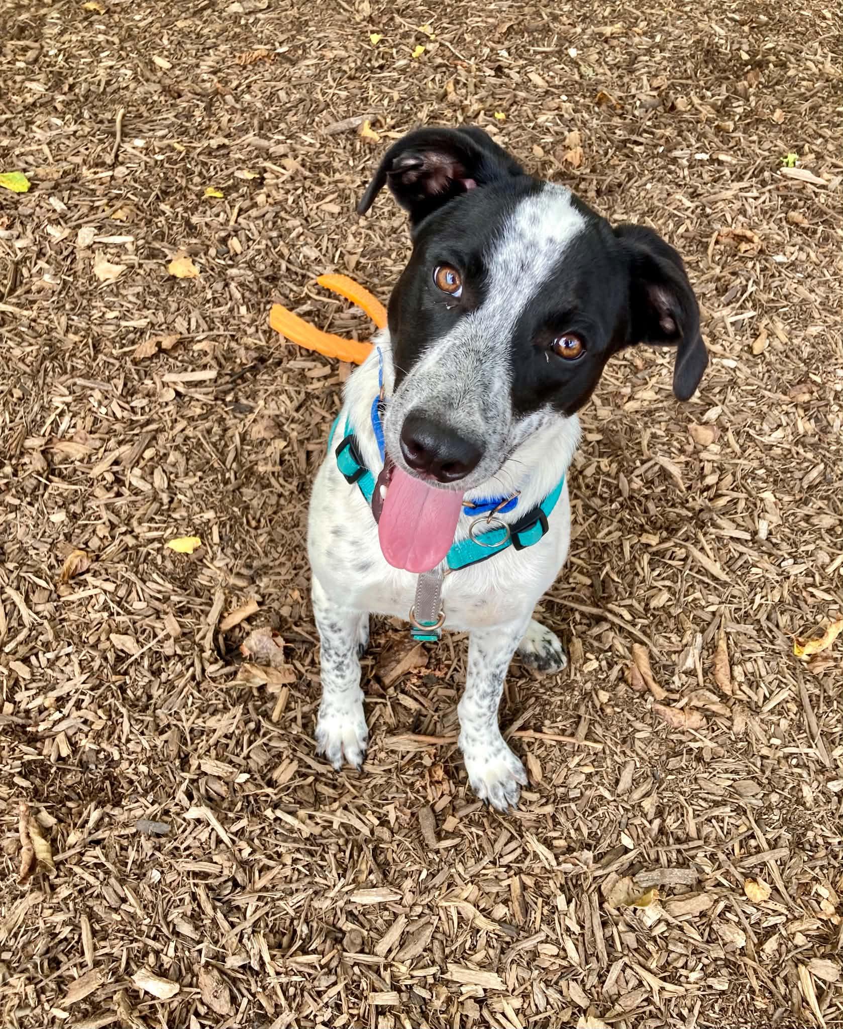 Domino, Adoptable, Young Male Australian Cattle Dog / Blue Heeler.