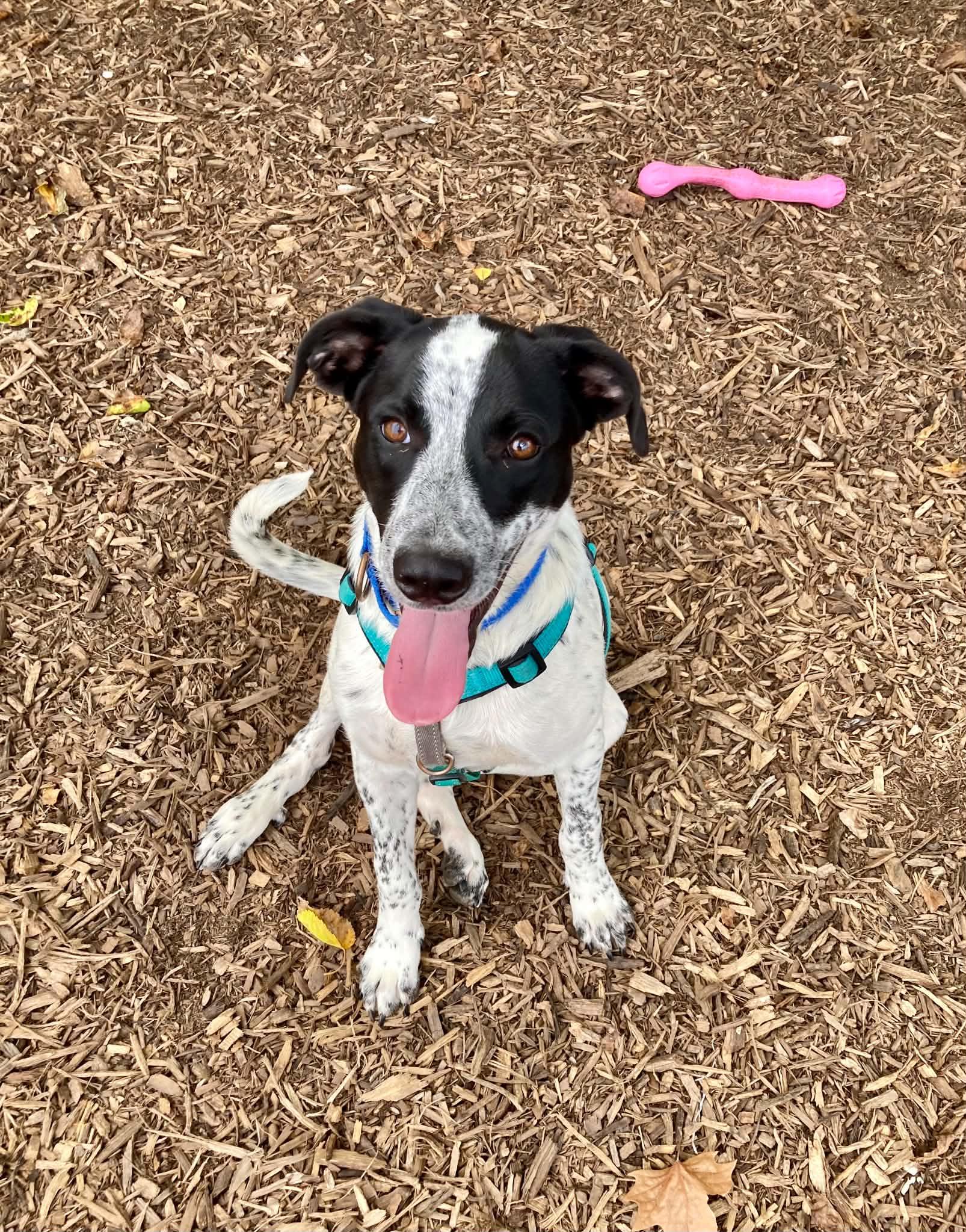 Enlarge Domino, a Adoptable mixed breed in Columbia, MO image 3/3