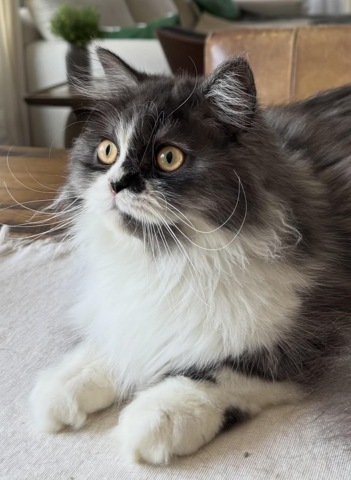 Enlarge Churro, an adopted Persian in Allentown, NJ image 2/3
