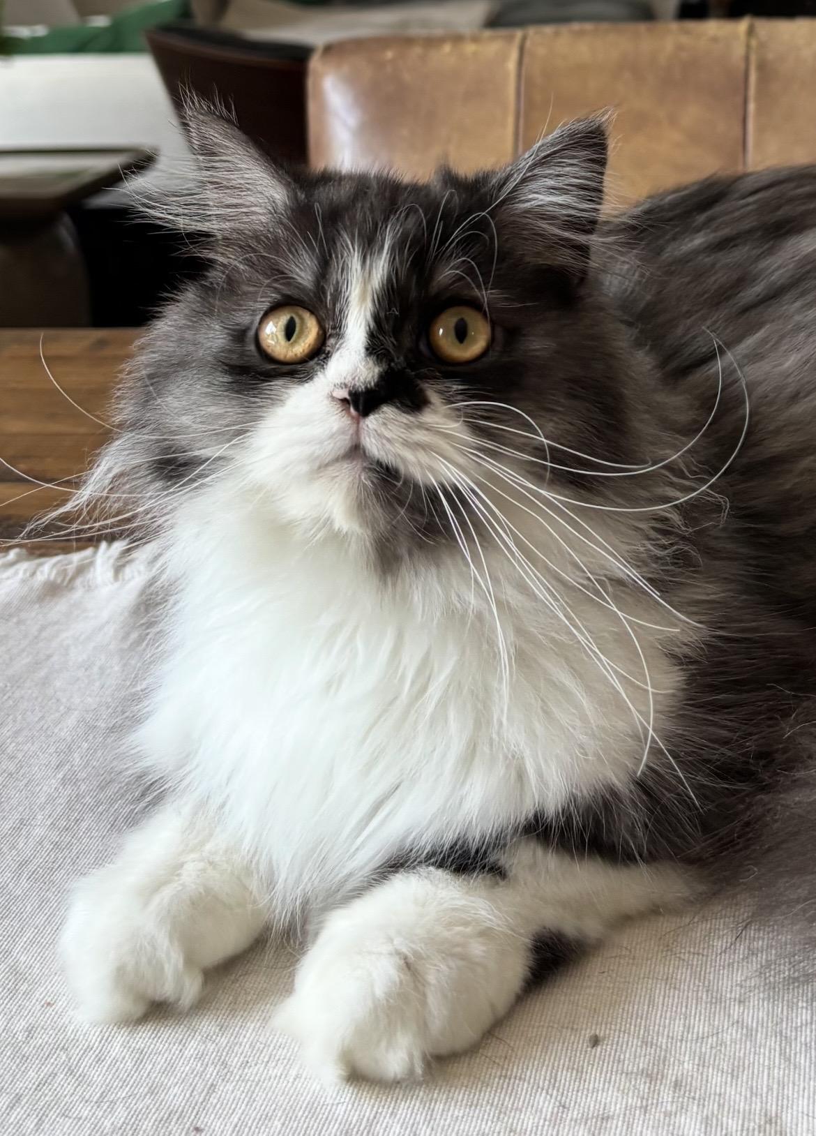 Churro, adopted, Young Male Persian.