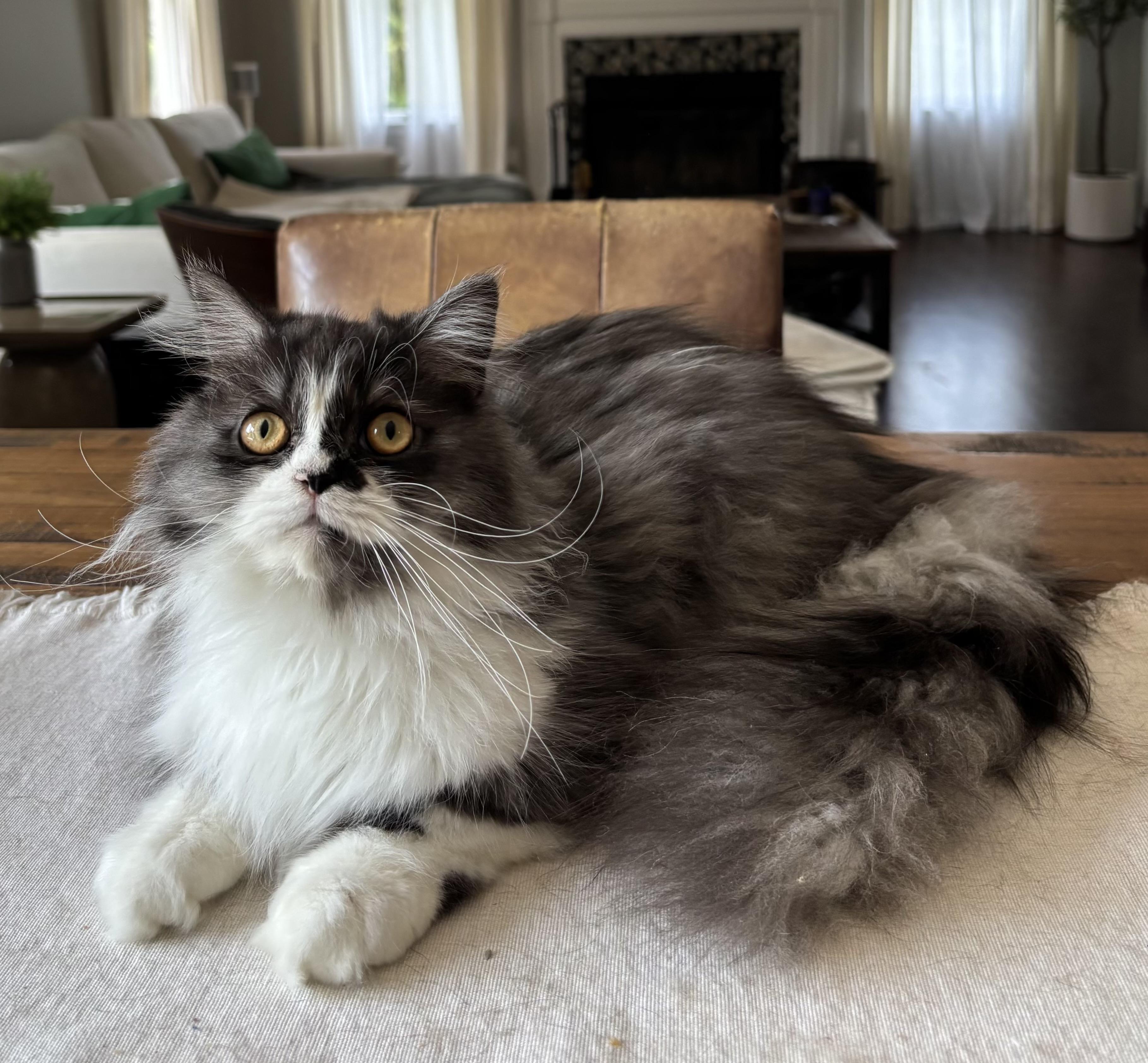 Enlarge Churro, an adopted Persian in Allentown, NJ image 3/3