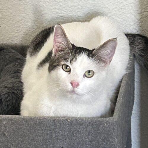 Tanner, Adoptable, Kitten Male Domestic Short Hair & Tabby.