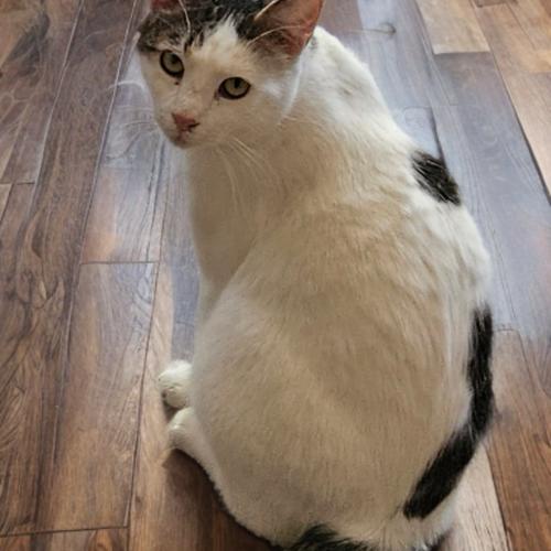 Enlarge Tanner, a Adoptable mixed breed in Gilbert, AZ image 2/2