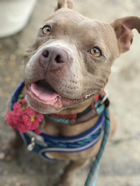 Carol, Adoptable, Adult Female Pit Bull Terrier.