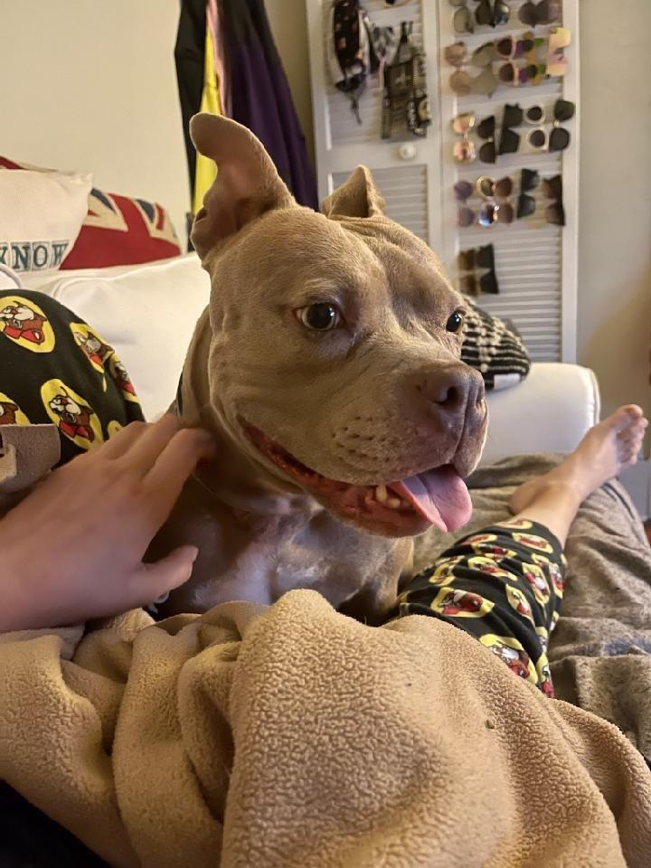 Enlarge Carol, a Adoptable Pit Bull Terrier in New Orleans, LA image 2/6