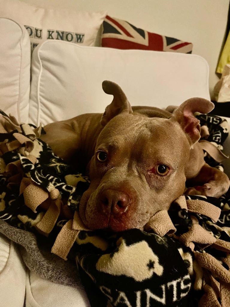 Enlarge Carol, a Adoptable Pit Bull Terrier in New Orleans, LA image 3/6