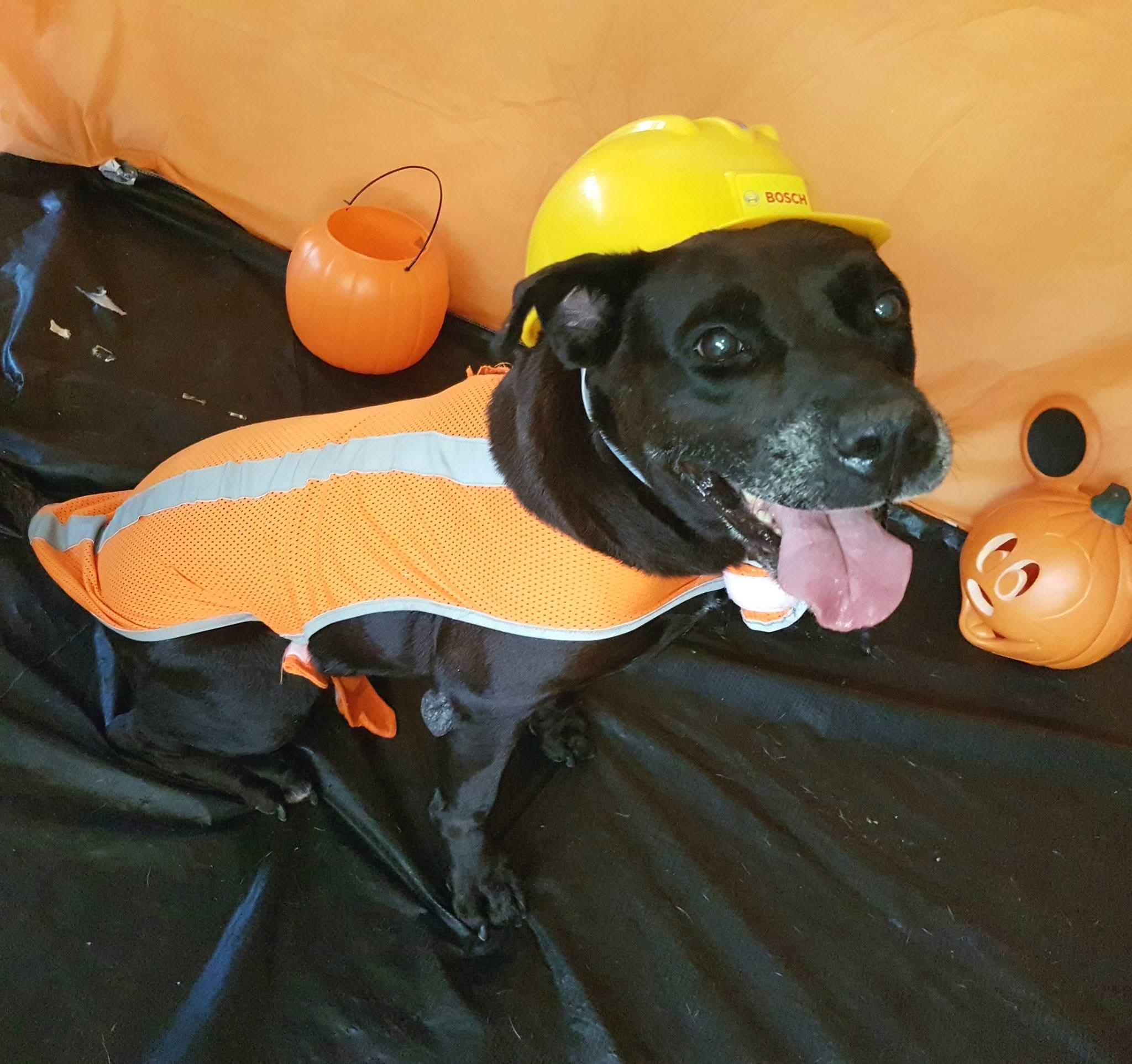 Enlarge Letty (Negra), a Adoptable mixed breed in Rincon, PR image 5/6