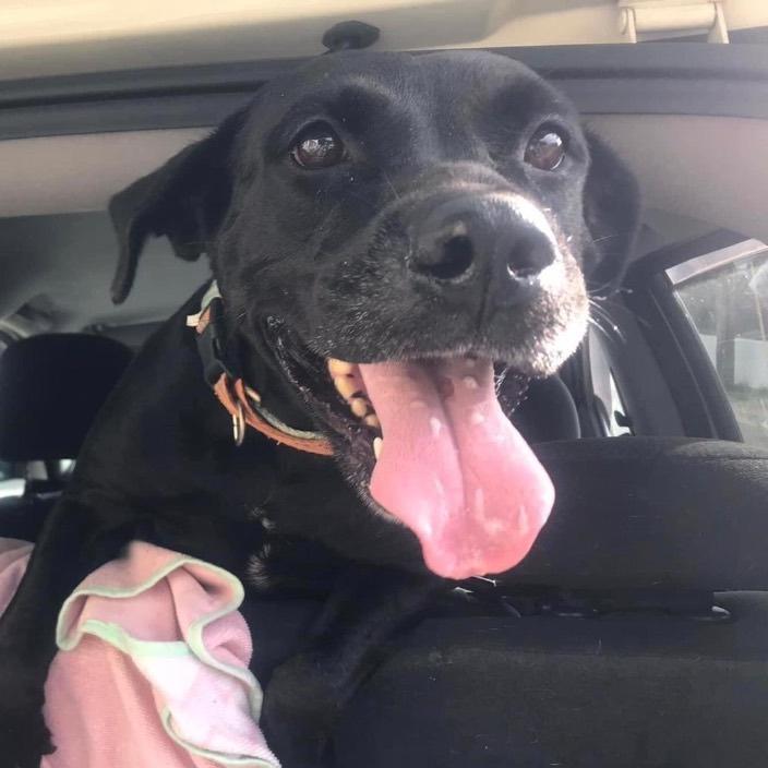 Enlarge Letty (Negra), a Adoptable mixed breed in Rincon, PR image 4/6