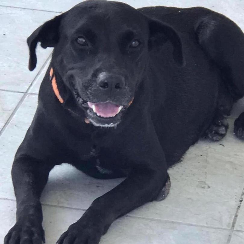 Enlarge Letty (Negra), a Adoptable mixed breed in Rincon, PR image 1/6