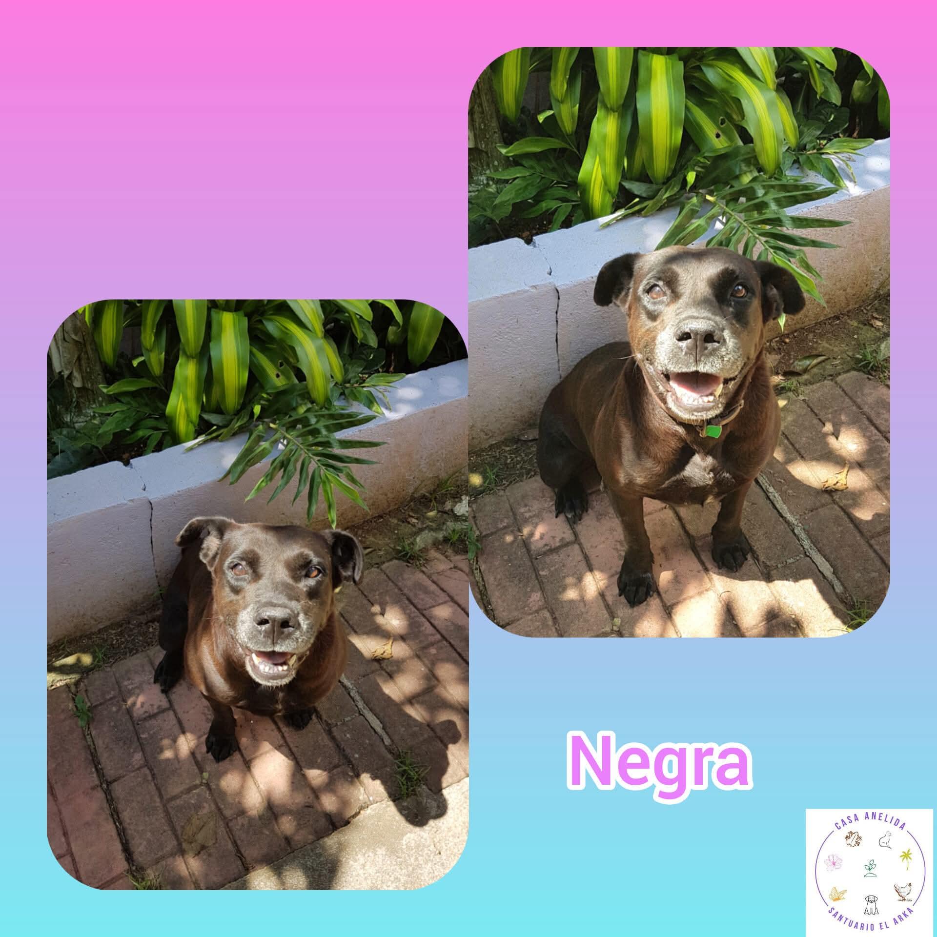 Enlarge Letty (Negra), a Adoptable mixed breed in Rincon, PR image 2/6