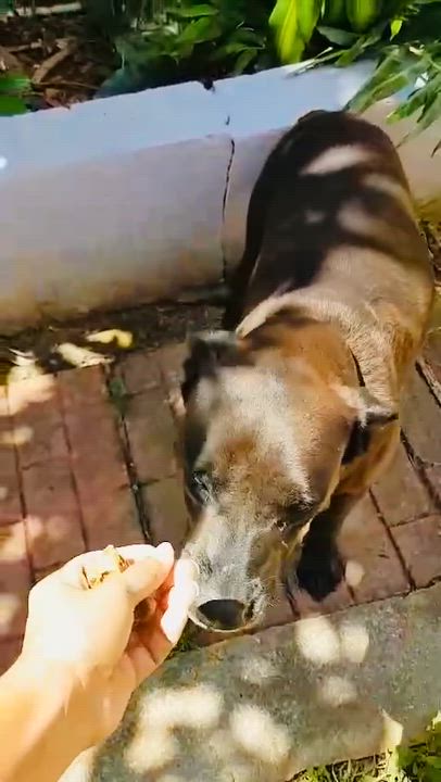 Enlarge Momma Negra, a Adoptable mixed breed in Rincon, PR video 2/2