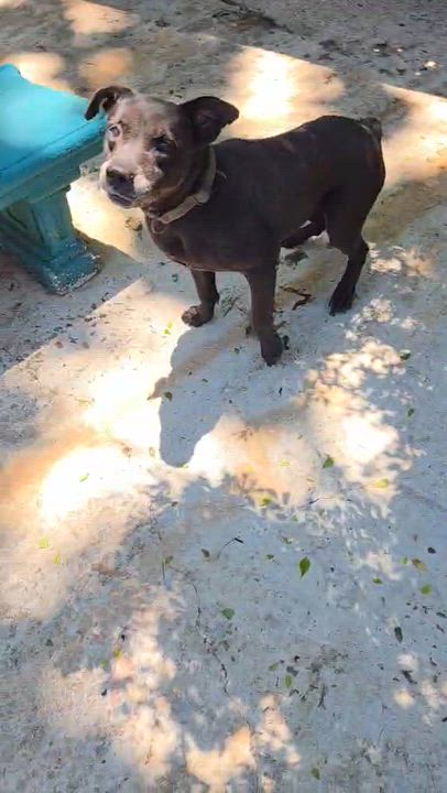 Enlarge Letty (Negra), a Adoptable mixed breed in Rincon, PR video 6/6