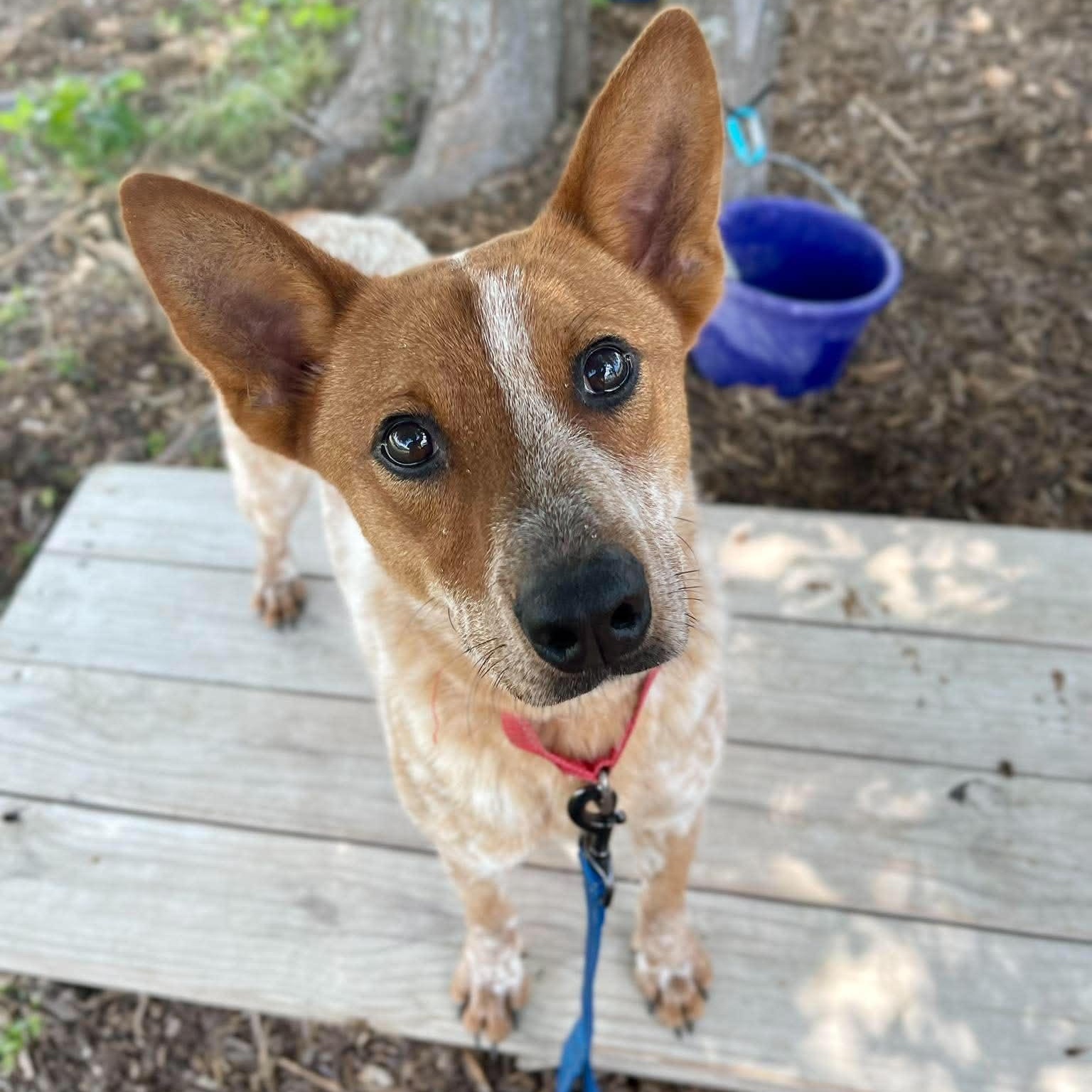 Buster, a Adoptable Australian Cattle Dog / Blue Heeler in Center Point, TX image 6/6