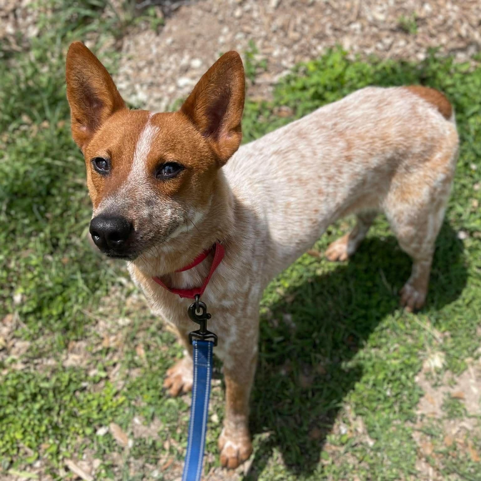 Buster, a Adoptable Australian Cattle Dog / Blue Heeler in Center Point, TX image 3/6