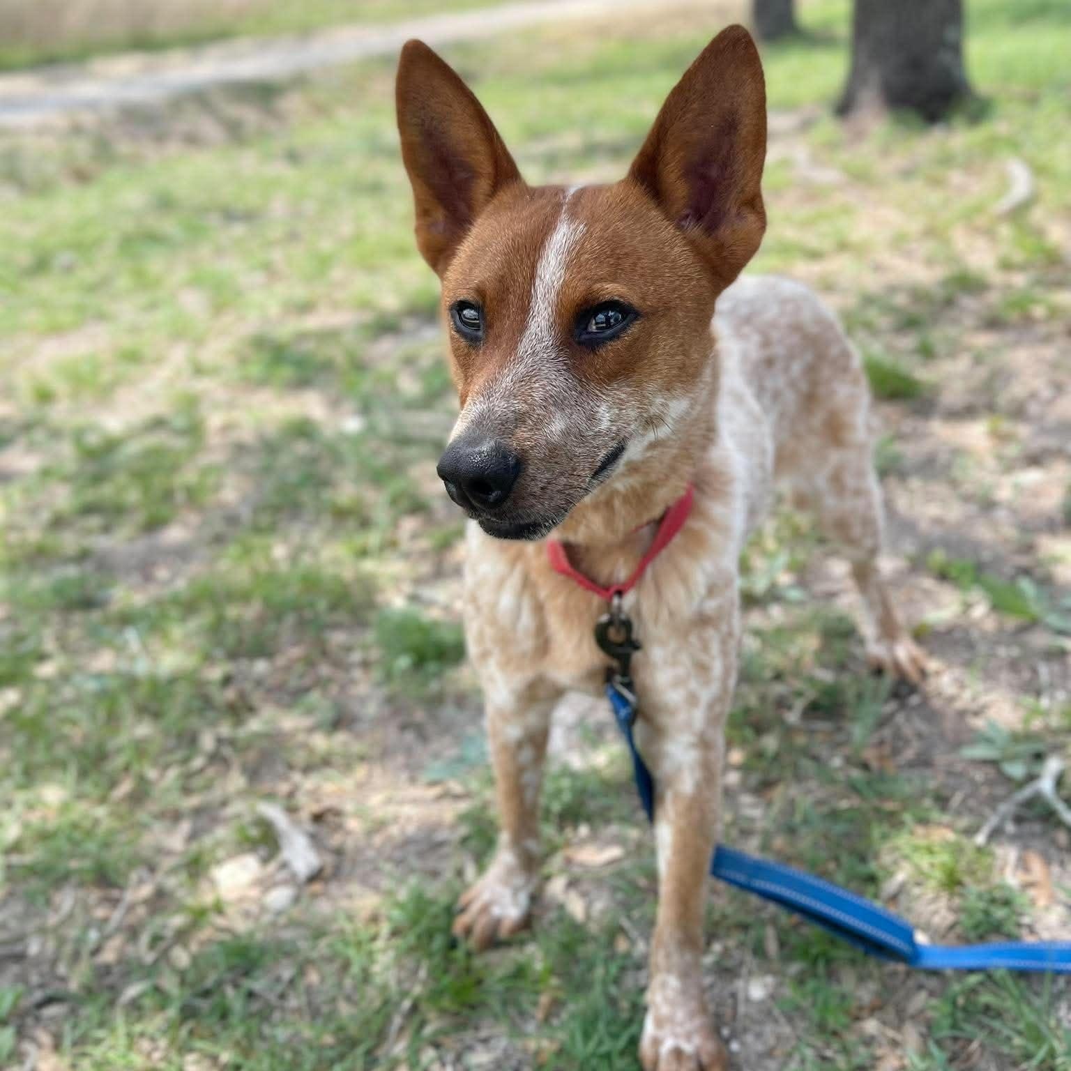 Buster, a Adoptable Australian Cattle Dog / Blue Heeler in Center Point, TX image 2/6