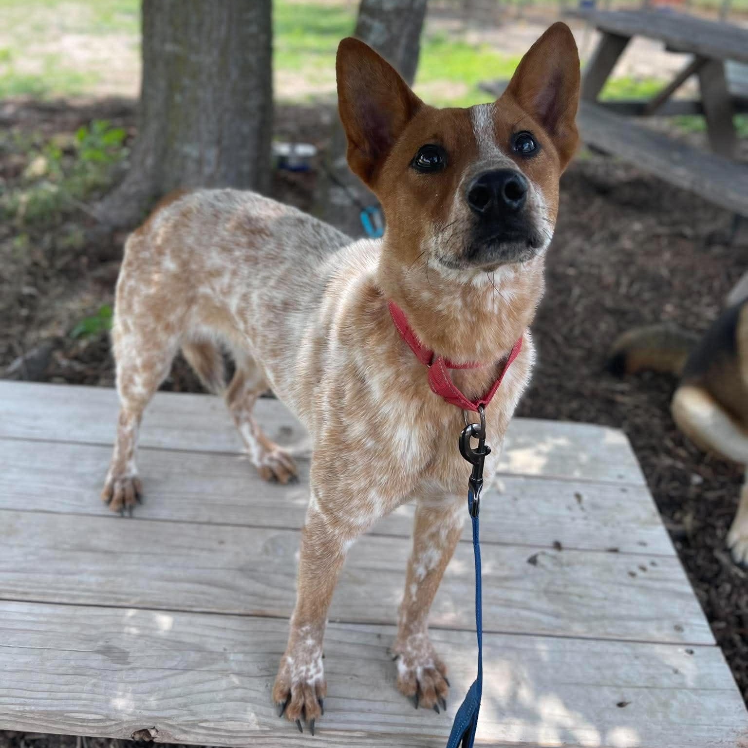 Buster, a Adoptable Australian Cattle Dog / Blue Heeler in Center Point, TX image 5/6