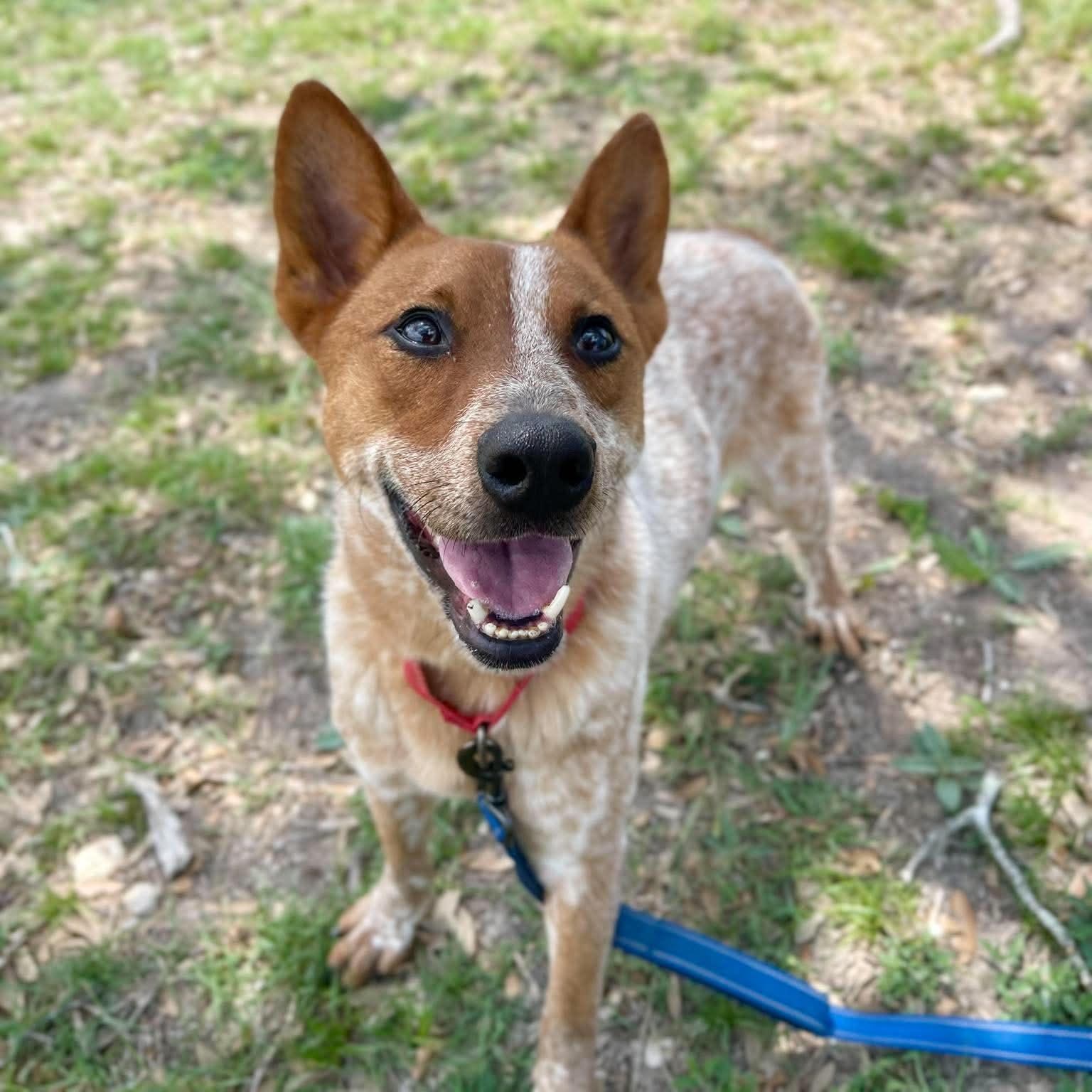 Buster, Adoptable, Young Male Australian Cattle Dog / Blue Heeler.