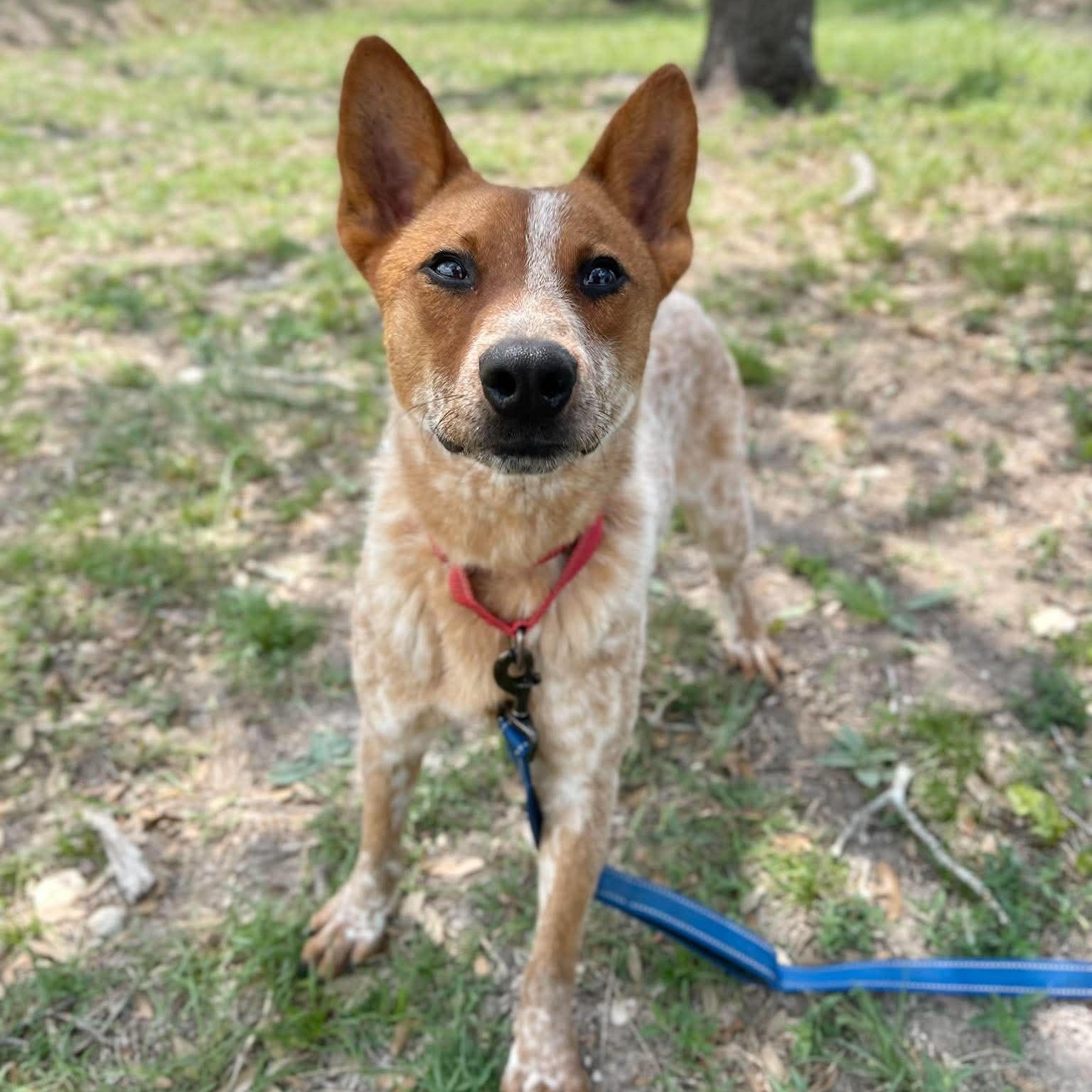 Buster, a Adoptable Australian Cattle Dog / Blue Heeler in Center Point, TX image 4/6