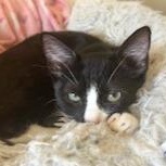 Enlarge Sanchez [bonded with Spring], an adoptable mixed breed in Benicia, CA image 1/5
