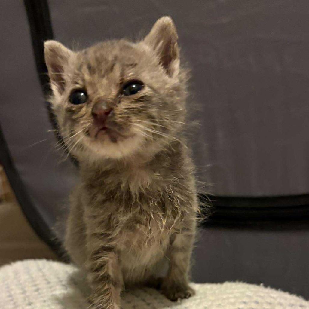 Mel, Adoptable, Kitten Male Domestic Short Hair.