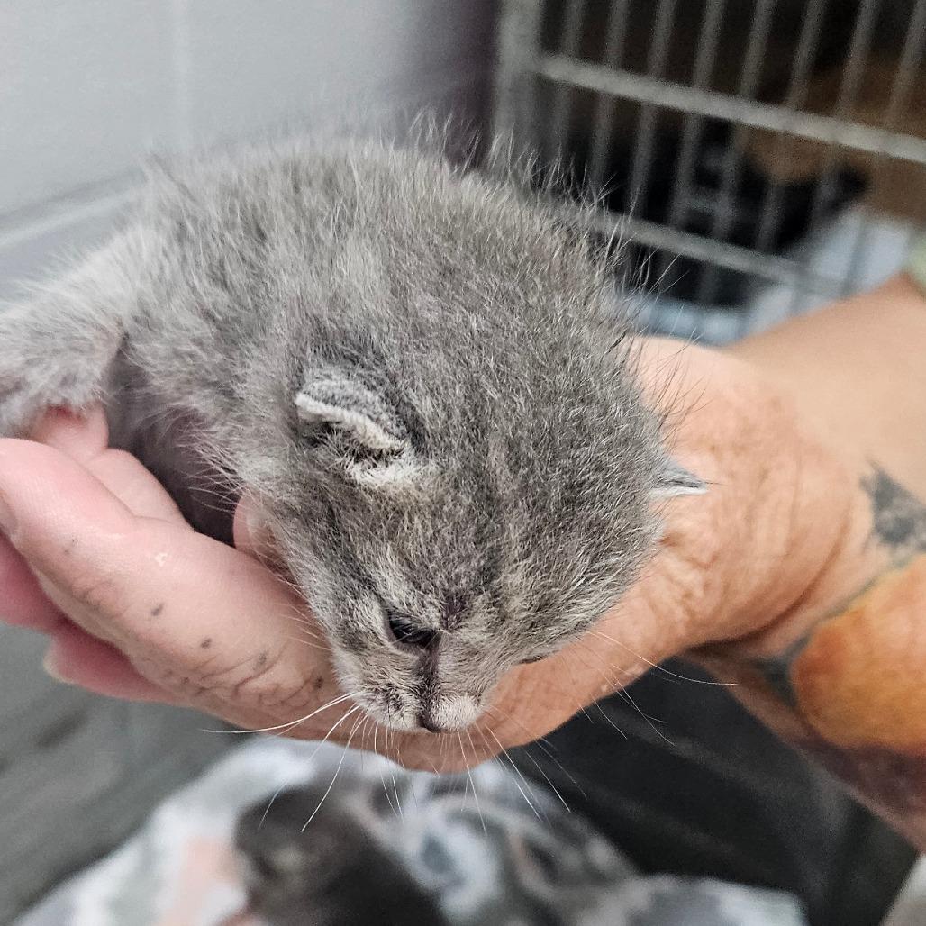 Enlarge Mel, a Adoptable Domestic Short Hair in Newport, TN image 2/4