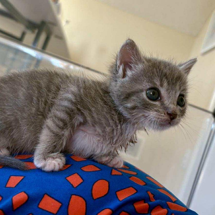 Mel, Adoptable, Kitten Male Domestic Short Hair.