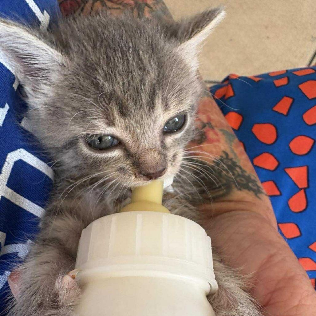 Enlarge Mel, a Adoptable Domestic Short Hair in Newport, TN image 4/4