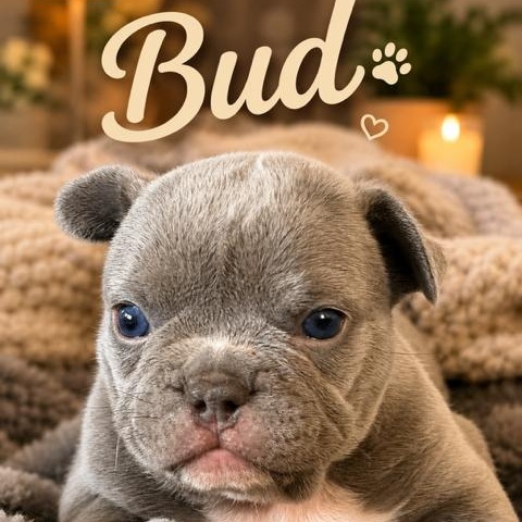 BLOOM PETAL POSY SPROUT BUD, an adopted French Bulldog in Scarborough, ON image 1/6
