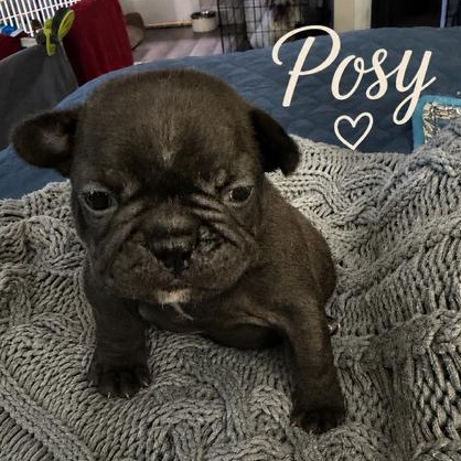 BLOOM PETAL POSY SPROUT BUD, an adopted French Bulldog in Scarborough, ON image 5/6