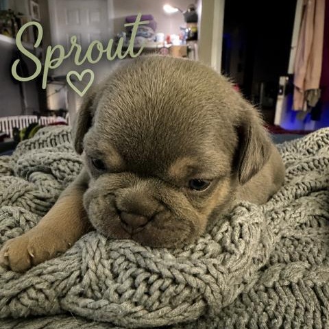 BLOOM PETAL POSY SPROUT BUD, an adopted French Bulldog in Scarborough, ON image 2/6