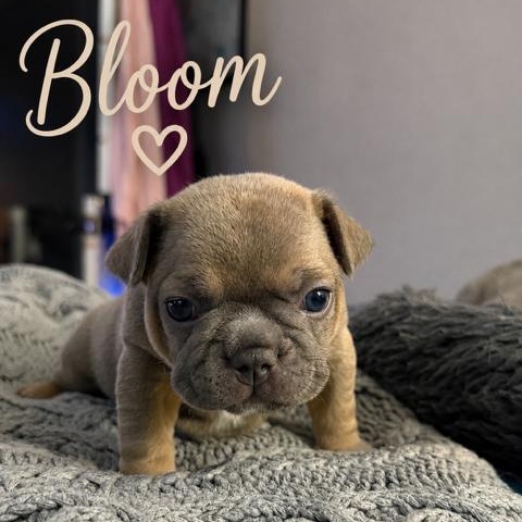 BLOOM PETAL POSY SPROUT BUD, an adopted French Bulldog in Scarborough, ON image 3/6
