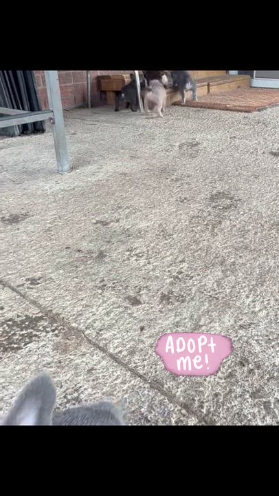Enlarge BLOOM PETAL POSY SPROUT BUD, an adopted French Bulldog in Scarborough, ON video 6/6