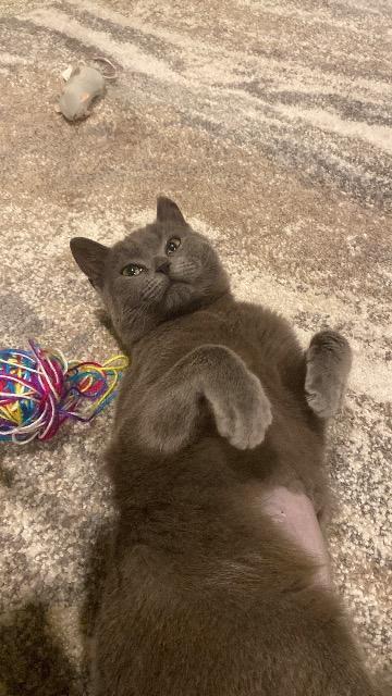 Florence, Adoptable, Kitten Female Domestic Short Hair.