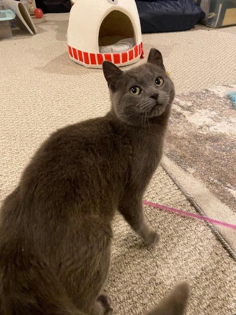 Enlarge Florence, a Adoptable mixed breed in Pawtucket, RI image 2/6