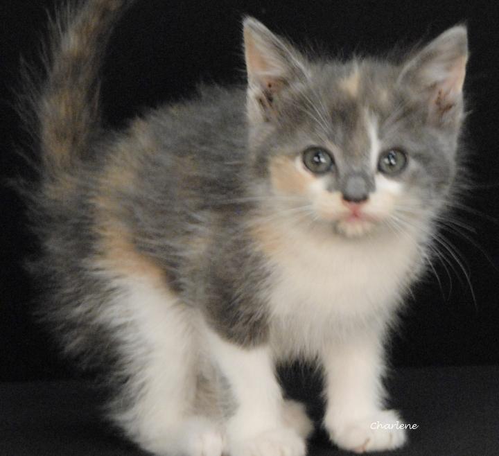 Enlarge Dolly Rebecca, a Adoptable mixed breed in Newland, NC image 3/3