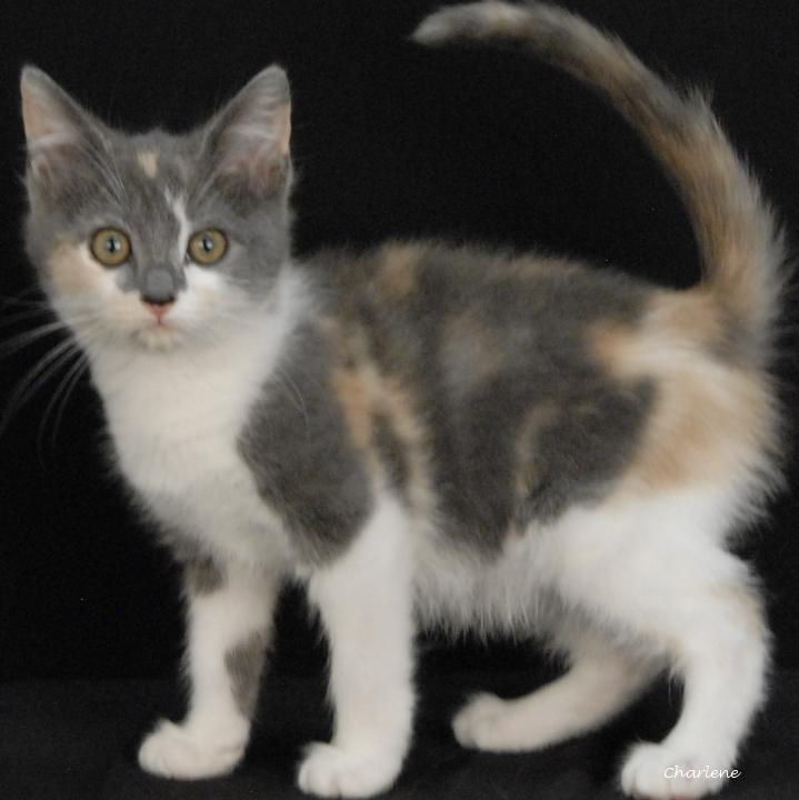 Enlarge Dolly Rebecca, a Adoptable mixed breed in Newland, NC image 1/3